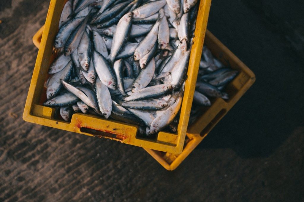 L'île de Jersey, lieu important pour la pêche européenne 